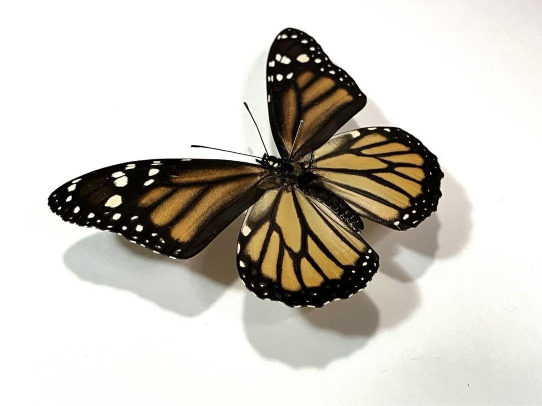 ヒ*ヤ様 アッコウスバ♀1♂8/インド.Kongmaru-la産【外国産蝶標本】 蝶標本 オオカバマダラ各種 リルマダラ亜属 産地別コレクション